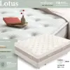 lotus 2